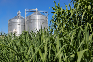 Biomass Assessment